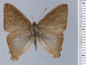  ( - HNHM-NEOLYC-B05)  @11 [ ] by-nc-sa (2025) Zsolt Balint Hungarian Natural History Museum