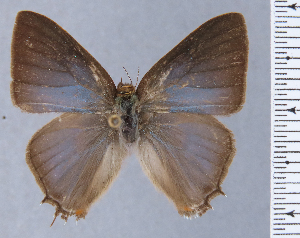 (Arzecla straboris - HNHM-NEOLYC-B06)  @11 [ ] by-nc-sa (2025) Zsolt Balint Hungarian Natural History Museum