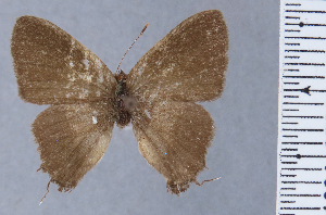  (Arzecla strelena - HNHM-NEOLYC-B07)  @11 [ ] by-nc-sa (2025) Zsolt Balint Hungarian Natural History Museum