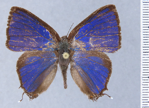  ( - HNHM-NEOLYC-B08)  @11 [ ] by-nc-sa (2025) Zsolt Balint Hungarian Natural History Museum