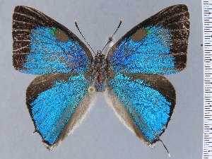  ( - HNHM-NEOLYC-B11)  @11 [ ] by-nc-sa (2025) Zsolt Balint Hungarian Natural History Museum