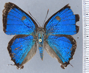  ( - HNHM-NEOLYC-C01)  @11 [ ] by-nc-sa (2025) Zsolt Balint Hungarian Natural History Museum