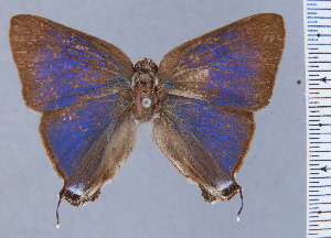  ( - HNHM-NEOLYC-C05)  @11 [ ] by-nc-sa (2025) Zsolt Balint Hungarian Natural History Museum