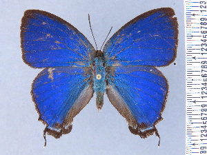  (Denivia espiritusanto - HNHM-NEOLYC-C07)  @11 [ ] by-nc-sa (2025) Zsolt Balint Hungarian Natural History Museum