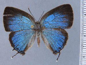  (Cupathecla nitida - HNHM-NEOLYC-C08)  @11 [ ] by-nc-sa (2025) Zsolt Balint Hungarian Natural History Museum