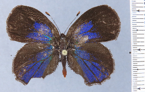  (Timaeta boyeropampa - HNHM-NEOLYC-C10)  @11 [ ] by-nc-sa (2025) Zsolt Balint Hungarian Natural History Museum
