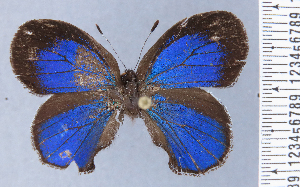  ( - HNHM-NEOLYC-C11)  @11 [ ] by-nc-sa (2025) Zsolt Balint Hungarian Natural History Museum