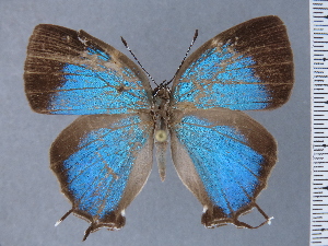  (Phothecla neildei - HNHM-NEOLYC-C12)  @11 [ ] by-nc-sa (2025) Zsolt Balint Hungarian Natural History Museum