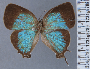  ( - HNHM-NEOLYC-D01)  @11 [ ] by-nc-sa (2025) Zsolt Balint Hungarian Natural History Museum
