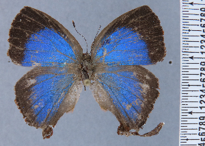  ( - HNHM-NEOLYC-D02)  @11 [ ] by-nc-sa (2025) Zsolt Balint Hungarian Natural History Museum