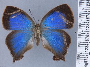  ( - HNHM-NEOLYC-D03)  @11 [ ] by-nc-sa (2025) Zsolt Balint Hungarian Natural History Museum