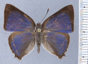  ( - HNHM-NEOLYC-D08)  @11 [ ] by-nc-sa (2025) Zsolt Balint Hungarian Natural History Museum