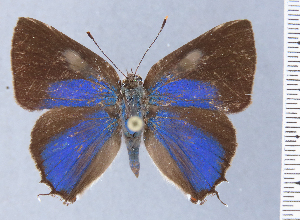  ( - HNHM-NEOLYC-D10)  @11 [ ] by-nc-sa (2025) Zsolt Balint Hungarian Natural History Museum