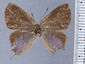  ( - HNHM-NEOLYC-D11)  @11 [ ] by-nc-sa (2025) Zsolt Balint Hungarian Natural History Museum