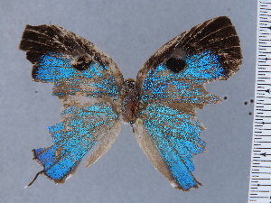  (Meridaria - HNHM-NEOLYC-D12)  @11 [ ] by-nc-sa (2025) Zsolt Balint Hungarian Natural History Museum