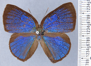  (Paraspiculatus villanna - HNHM-NEOLYC-E01)  @11 [ ] by-nc-sa (2025) Zsolt Balint Hungarian Natural History Museum