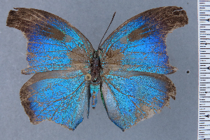  (Annamaria colombia - HNHM-NEOLYC-E03)  @11 [ ] by-nc-sa (2025) Zsolt Balint Hungarian Natural History Museum