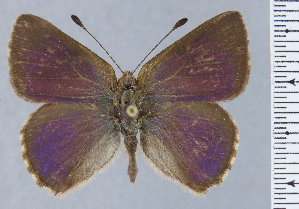  ( - HNHM-NEOLYC-E09)  @11 [ ] by-nc-sa (2025) Zsolt Balint Hungarian Natural History Museum