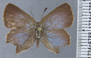  ( - HNHM-NEOLYC-E10)  @11 [ ] by-nc-sa (2025) Zsolt Balint Hungarian Natural History Museum