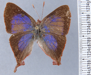  (Thecloxurina - HNHM-NEOLYC-F09)  @11 [ ] by-nc-sa (2025) Zsolt Balint Hungarian Natural History Museum
