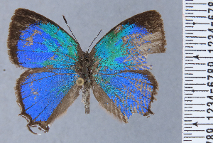  ( - HNHM-NEOLYC-G01)  @11 [ ] by-nc-sa (2025) Zsolt Balint Hungarian Natural History Museum