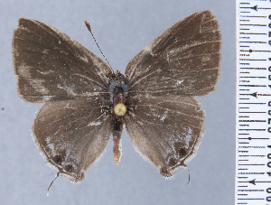  ( - HNHM-NEOLYC-G03)  @11 [ ] by-nc-sa (2025) Zsolt Balint Hungarian Natural History Museum