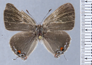 (Strymon auyana - HNHM-NEOLYC-G04)  @11 [ ] by-nc-sa (2025) Zsolt Balint Hungarian Natural History Museum