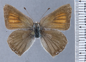 ( - HNHM-NEOLYC-G05)  @11 [ ] by-nc-sa (2025) Zsolt Balint Hungarian Natural History Museum