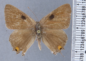  ( - HNHM-NEOLYC-G06)  @11 [ ] by-nc-sa (2025) Zsolt Balint Hungarian Natural History Museum