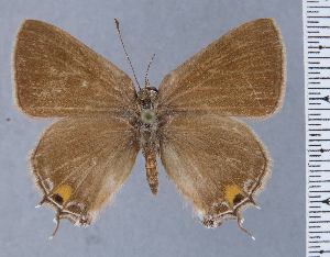  ( - HNHM-NEOLYC-G07)  @11 [ ] by-nc-sa (2025) Zsolt Balint Hungarian Natural History Museum
