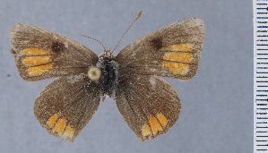  (Strymon coquimbo - HNHM-NEOLYC-G08)  @11 [ ] by-nc-sa (2025) Zsolt Balint Hungarian Natural History Museum