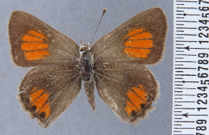  (Strymon bicolor - HNHM-NEOLYC-G09)  @11 [ ] by-nc-sa (2025) Zsolt Balint Hungarian Natural History Museum