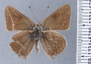  (Strymon nivea - HNHM-NEOLYC-G10)  @11 [ ] by-nc-sa (2025) Zsolt Balint Hungarian Natural History Museum