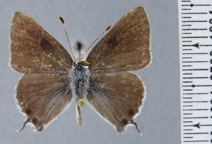  (Strymon toussanti - HNHM-NEOLYC-G11)  @11 [ ] by-nc-sa (2025) Zsolt Balint Hungarian Natural History Museum