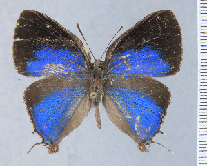  (Thaeides hyperion - HNHM-NEOLYC-G12)  @11 [ ] by-nc-sa (2025) Zsolt Balint Hungarian Natural History Museum