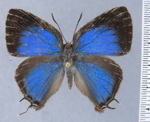  ( - HNHM-NEOLYC-H01)  @11 [ ] by-nc-sa (2025) Zsolt Balint Hungarian Natural History Museum