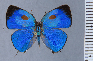  ( - HNHM-NEOLYC-H02)  @11 [ ] by-nc-sa (2025) Zsolt Balint Hungarian Natural History Museum
