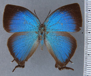  ( - HNHM-NEOLYC-H06)  @11 [ ] by-nc-sa (2025) Zsolt Balint Hungarian Natural History Museum