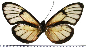  (Pteronymia inania - JFDA0463)  @11 [ ] by-nc-sa (2024) Jean F. Le Crom Jean F. Le Crom
