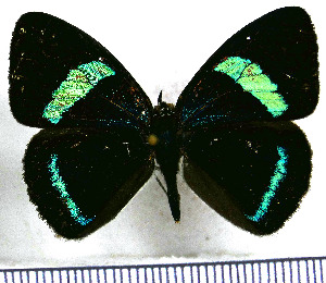  (Diaethria nystographa - JFDA0477)  @11 [ ] by-nc-sa (2024) Jean F. Le Crom Jean F. Le Crom