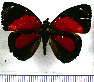  (Catagramma pyracmon - JFDA0483)  @11 [ ] by-nc-sa (2024) Jean F. Le Crom Jean F. Le Crom
