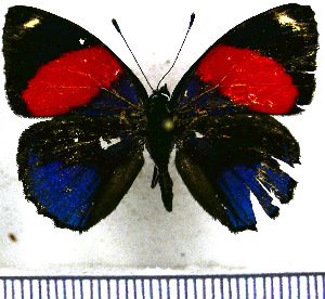  (Catagramma hystaspes - JFDA0488)  @11 [ ] by-nc-sa (2024) Jean F. Le Crom Jean F. Le Crom