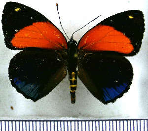  (Catagramma eunomia - JFDA0491)  @11 [ ] by-nc-sa (2024) Jean F. Le Crom Jean F. Le Crom