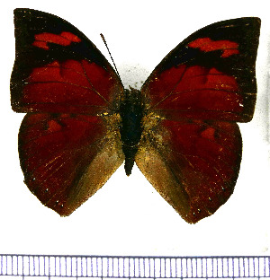  (Anaea ryphea - JFDA0555)  @11 [ ] by-nc-sa (2024) Jean F. Le Crom Jean F. Le Crom