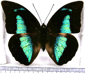  (Archaeoprepona demophon muson - JFDA0663)  @11 [ ] by-nc-sa (2024) Jean F. Le Crom Jean F. Le Crom