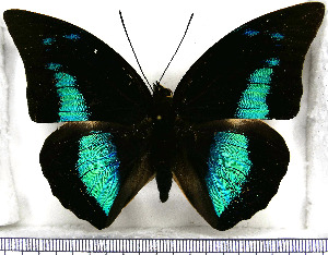 (Archaeoprepona demophoon andicola - JFDA0664)  @11 [ ] by-nc-sa (2024) Jean F. Le Crom Jean F. Le Crom