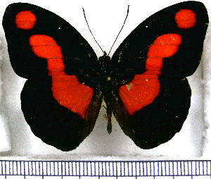  (Catonephele antinoe - JFDA0729)  @11 [ ] by-nc-sa (2024) Jean F. Le Crom Jean F. Le Crom