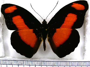  (Catonephele salambria - JFDA0730)  @11 [ ] by-nc-sa (2024) Jean F. Le Crom Jean F. Le Crom