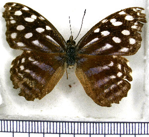  ( - JFDA0782)  @11 [ ] by-nc-sa (2024) Jean F. Le Crom Jean F. Le Crom