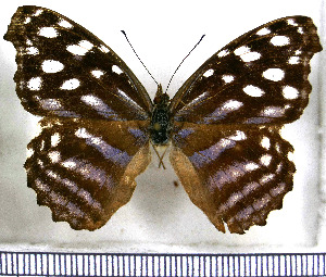  ( - JFDA0783)  @11 [ ] by-nc-sa (2024) Jean F. Le Crom Jean F. Le Crom